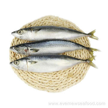 frozen mackerel farm fish